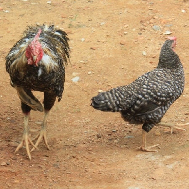 Gà Re quý hiếm của đồng bào Ba Tơ có nguy cơ tuyệt chủng