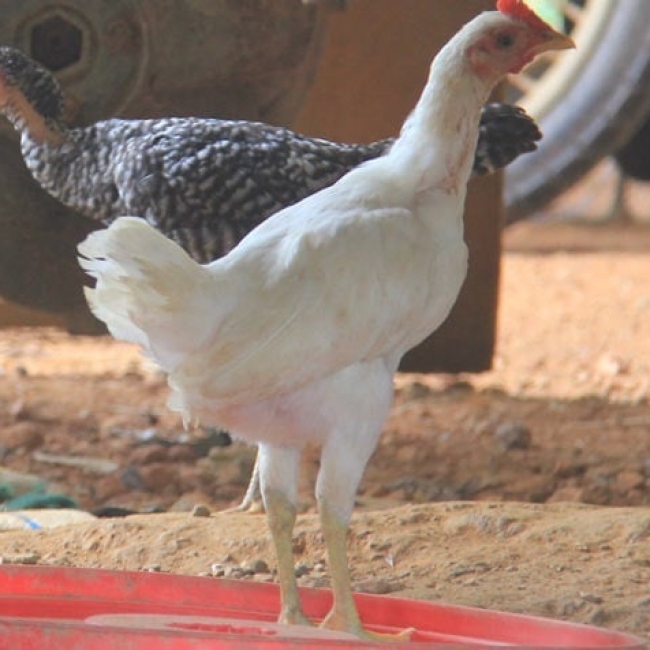 Gà Re hay còn gọi là gà Hre, là giống gà quý hiếm, được đồng bào Hre (huyện Ba Tơ, Quảng Ngãi) nuôi 