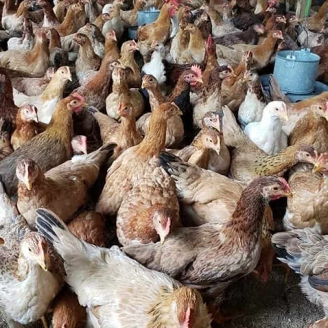 Hé lộ nguồn gốc gà ri giá rẻ