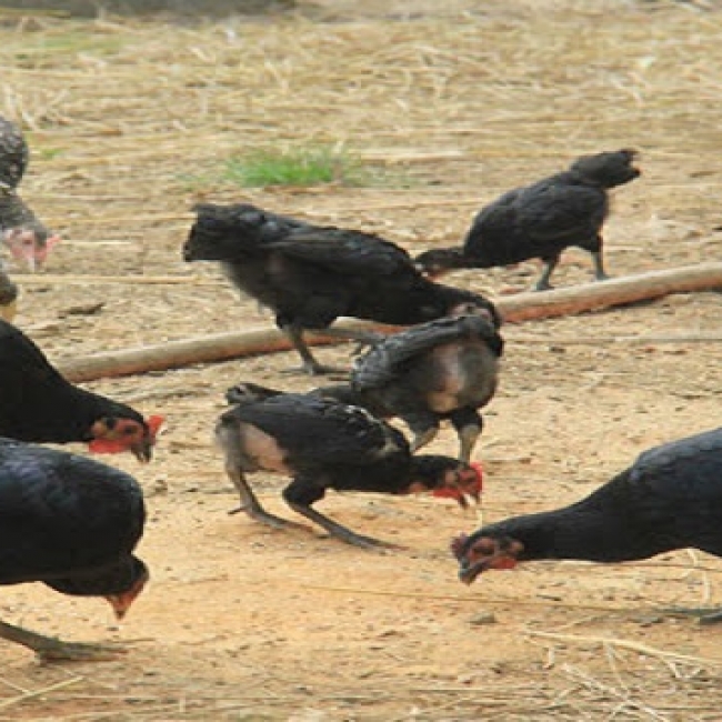 Thực hư chuyện: Lạ đời đặc sản gà re siêu quý hiếm bán giá bình dân